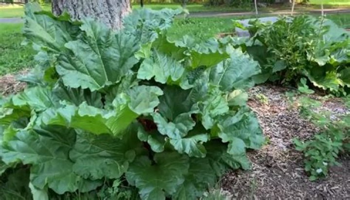 What is the plant that looks like giant rhubarb?